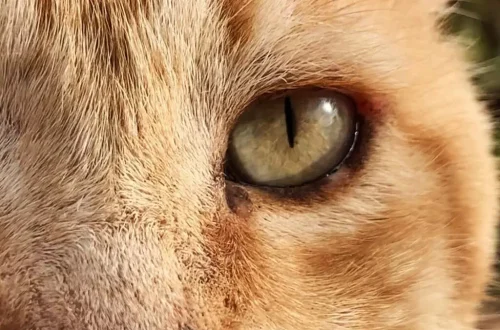 Haustierkatze liegt entspannt auf dem Boden und schaut aufmerksam in die Kamera.