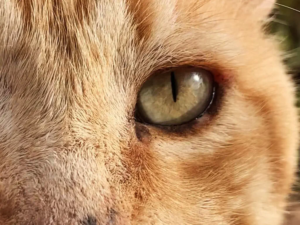 Haustierkatze liegt entspannt auf dem Boden und schaut aufmerksam in die Kamera.